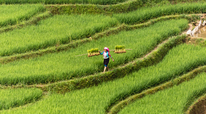 Farming