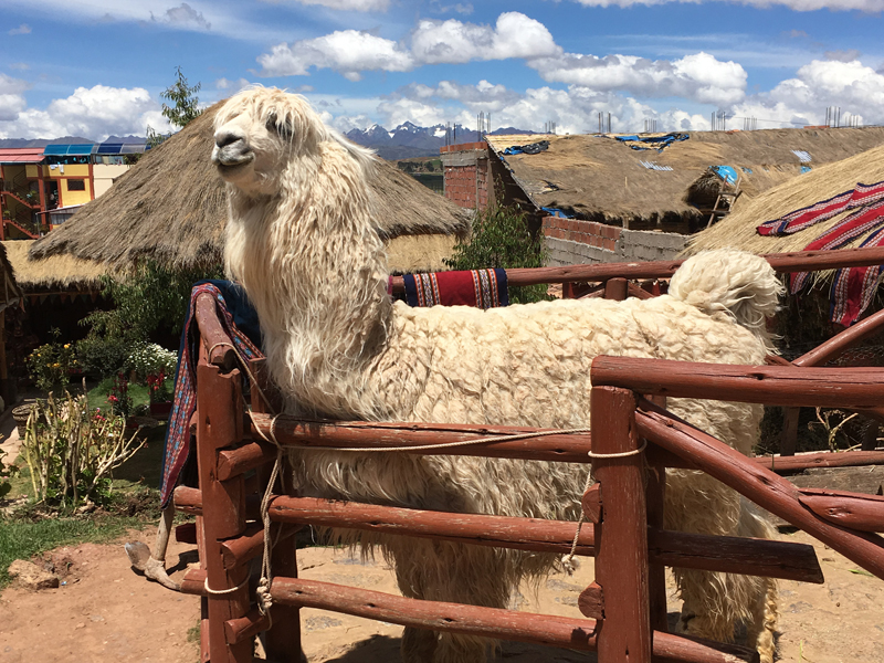 Net Impact Fellow, Lourdes shares her research about the Traditional Peruvian Textile Market.