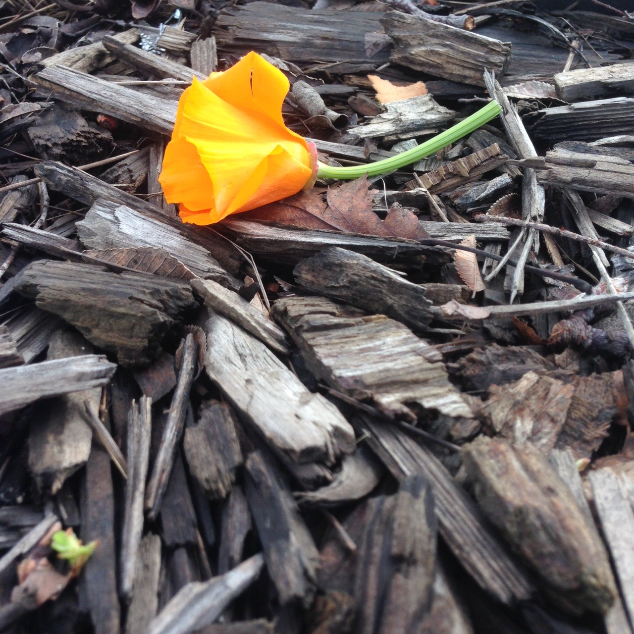 California poppy