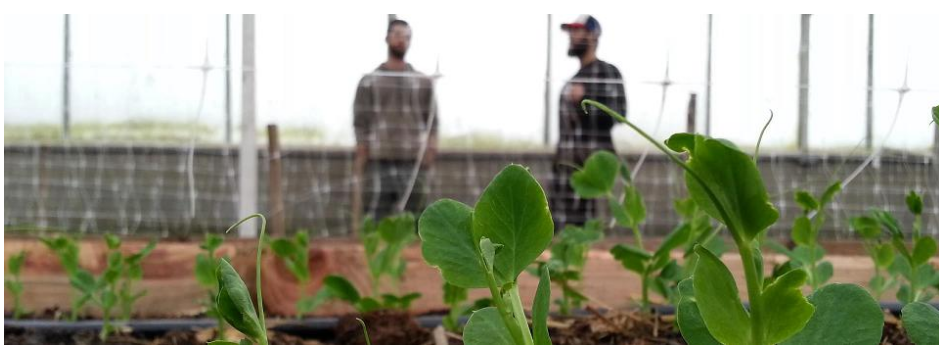 Growing Vets organic farming