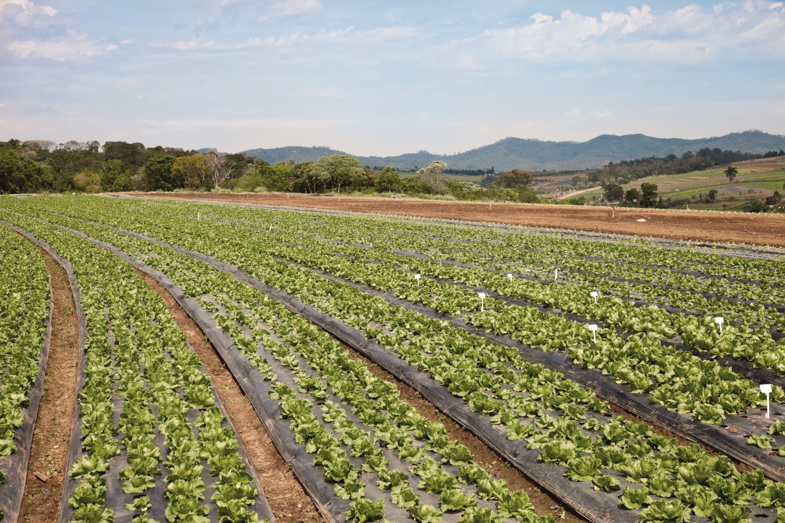 Net Impact launches the Food Solutions Challenge.